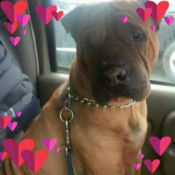 Meet your Posher, Vicki ann - Picture 1 of 1